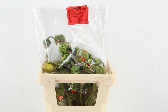 <h4>PAPAVER EXTRA</h4>