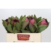 Protea Barbigera Early Mountain Queen