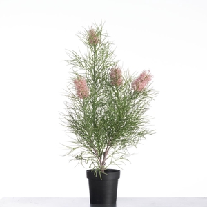 AF Grevillea pot H107cm Green