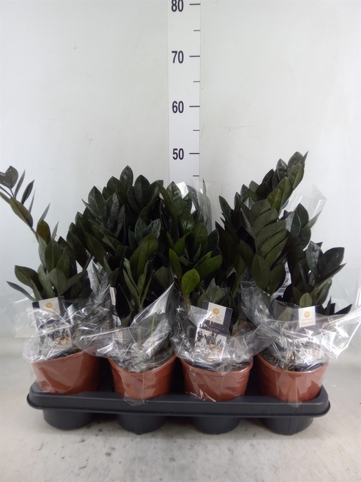 <h4>Zamioculcas zamiifolia 'Dowon'</h4>