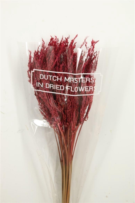 <h4>Dried Umbr. Sedge Sm. Leaf Pink Bunch</h4>