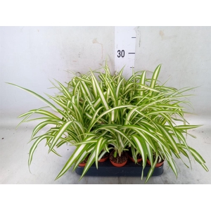 Chlorophytum cos. 'Atlantic'