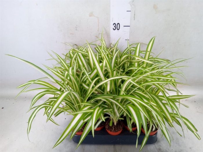 <h4>Chlorophytum cos. 'Atlantic'</h4>