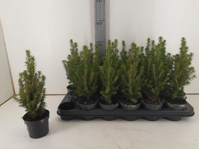 <h4>PICEA GL PERFECTA</h4>