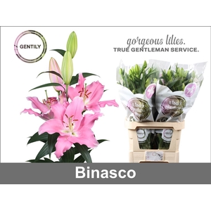 LI OR BINASCO