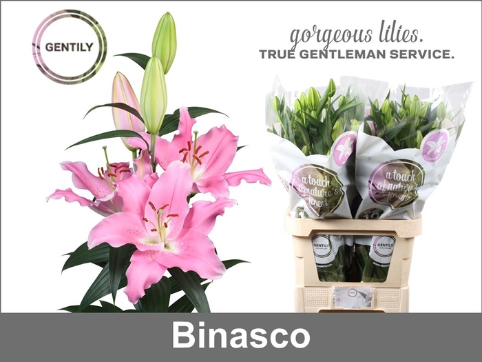 LI OR BINASCO