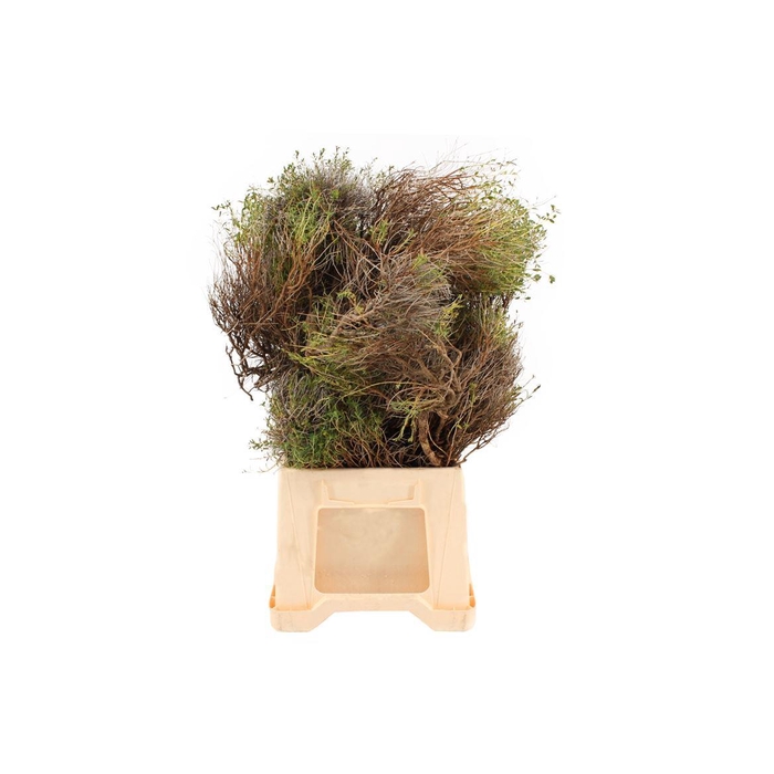 <h4>Euphorbia Spinosa</h4>