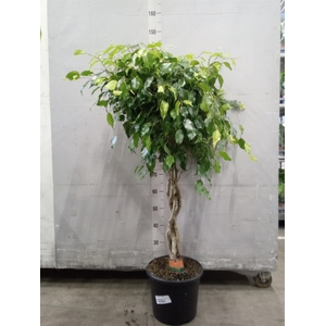 Ficus benja. 'Exotica'