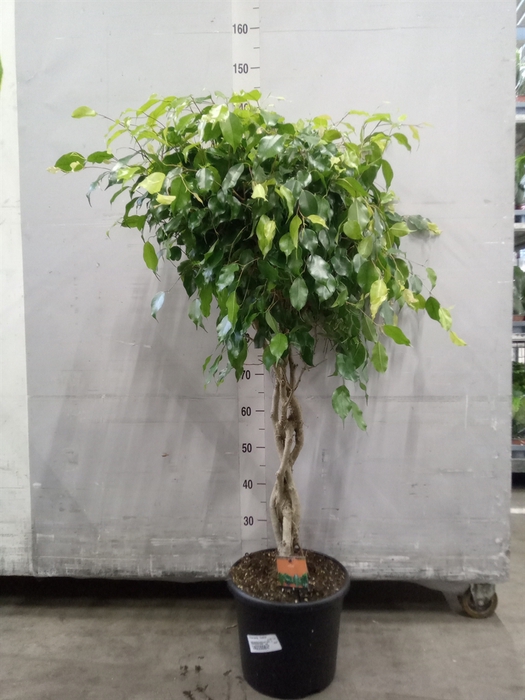 <h4>Ficus benja. 'Exotica'</h4>