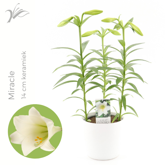 <h4>Lilium longiflorum 'Miracle' 14 cm wit keramiek (or. lelie)</h4>