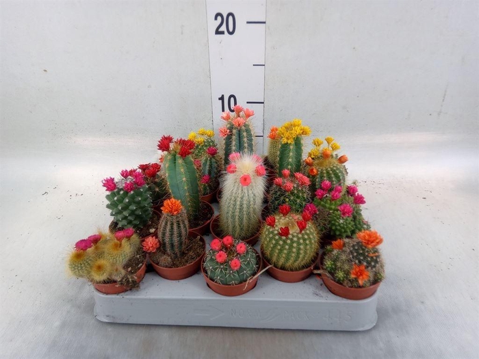 <h4>Cactus   ...decorated</h4>