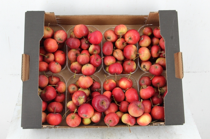 <h4>MALUS STARAPPLE IN BOX</h4>