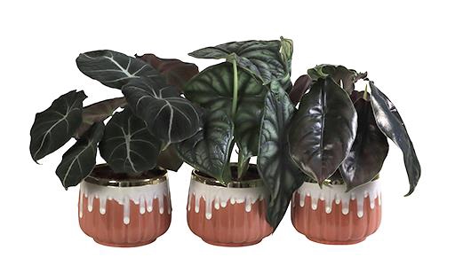 <h4>ALOCASIA MIX P10.5 L 65811</h4>