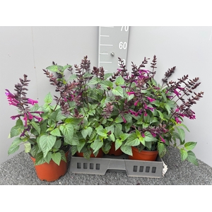 SALVIA SPLENDENS