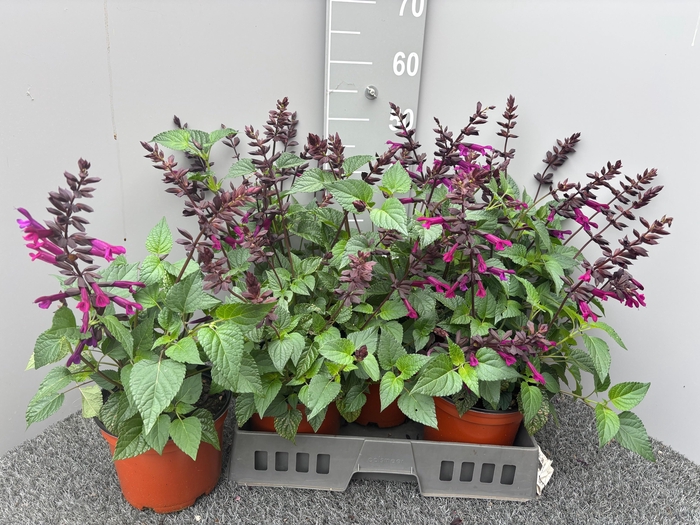 <h4>SALVIA SPLENDENS</h4>