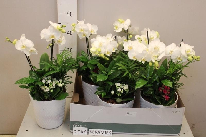 <h4>ARR KAMERPL BLOEI</h4>