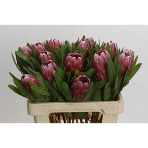 Protea Pink Ice