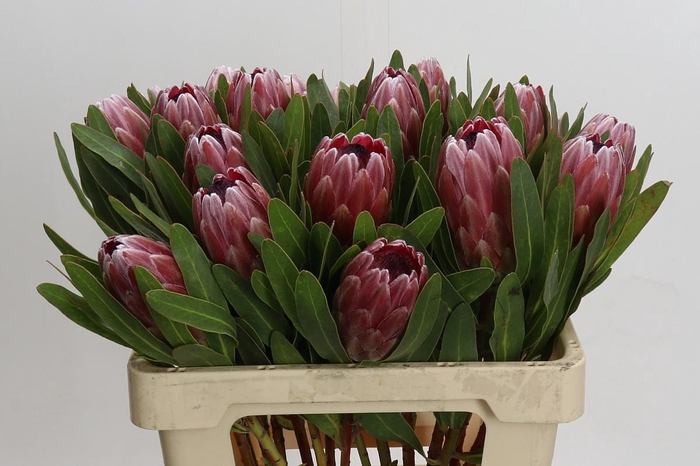 Protea Pink Ice