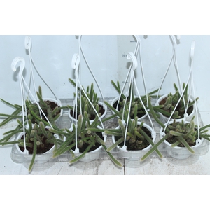 CACTUS RABO DE RATO C13