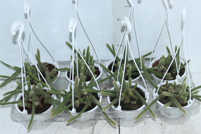 <h4>CACTUS RABO DE RATO C13</h4>