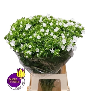 PHLOX P WHITECAP
