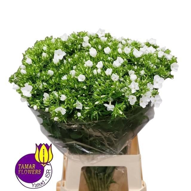 <h4>PHLOX P WHITECAP</h4>
