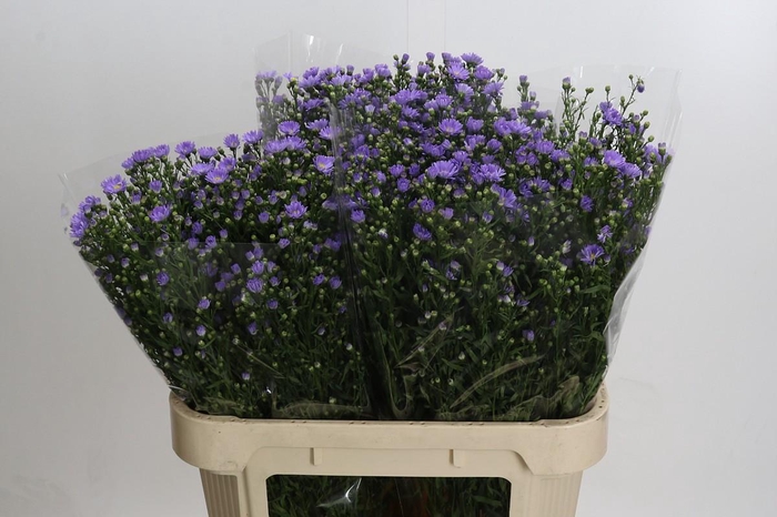 <h4>Aster Cassandra</h4>