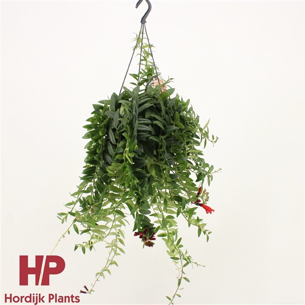 <h4>Aeschynanthus 'Caro Improved'; bloeiend</h4>