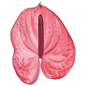 Anth A Candy 11 cm X24 Oosterzon