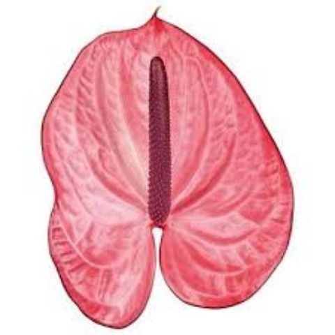 <h4>Anth A Candy 15 cm X20 Spek Flowers</h4>