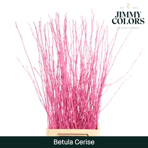 Betula L120 Cerise