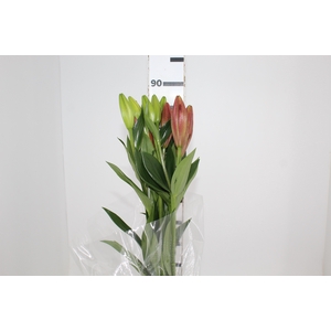 LIRIO LA POKERFACE 090 CM HT 2/3 FLS VERMELHO
