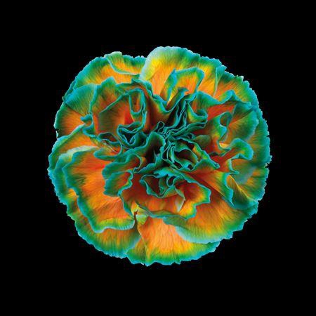 <h4>Dianthus St Curacao</h4>