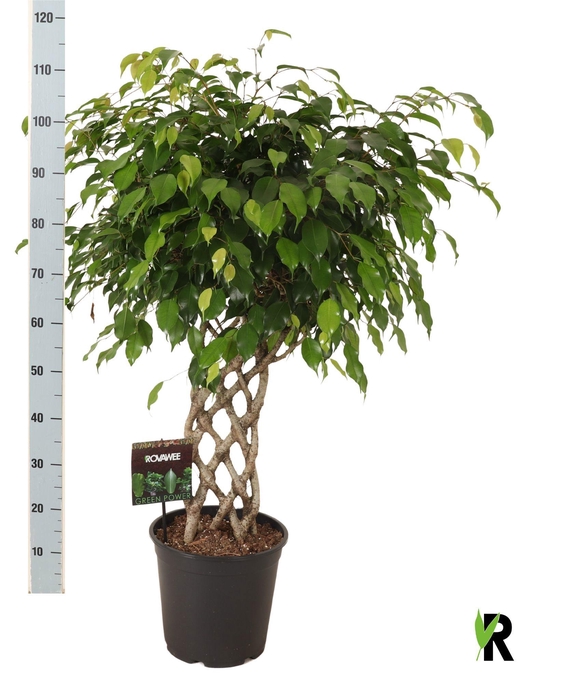 <h4>FIC BE EXOTICA</h4>