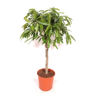 Ficus Amstel King