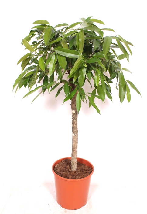 <h4>Ficus Amstel King</h4>
