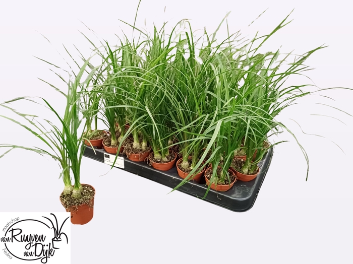 <h4>BEAUCARNEA RECUR</h4>