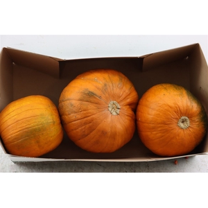 Sier Cuc P Maxima Halloween X3