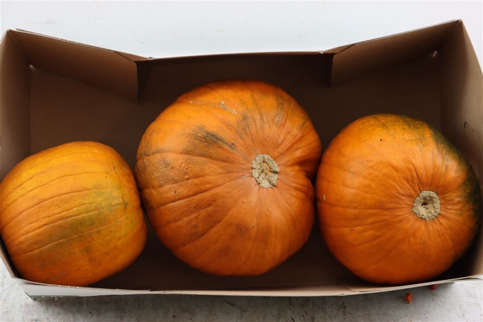 <h4>Sier Cuc P Maxima Halloween X3</h4>