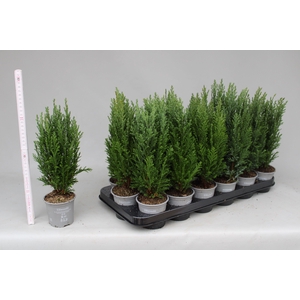 Chamaecyparis law. Ellwoodii