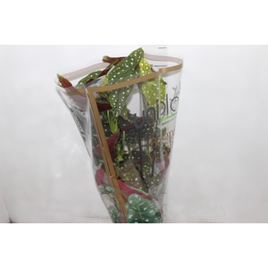 BEGONIA MACULATA P17 PO