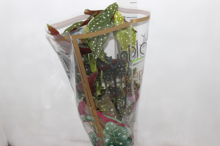 <h4>BEGONIA MACULATA P17 PO</h4>