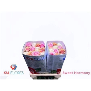 R Gr Sweet Harmony Ec