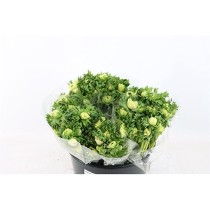 Anem Marianne Panda White