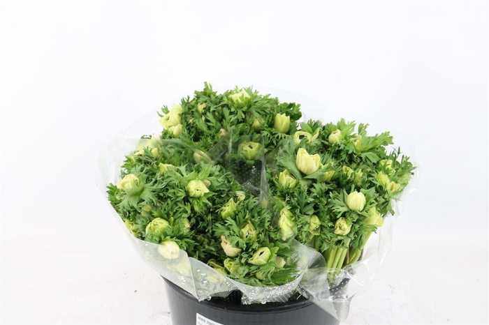 Anem Marianne Panda White