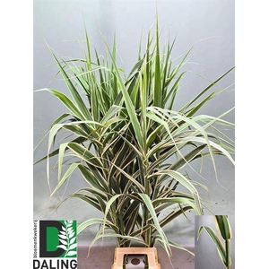 ARUNDO DONAX VERSICO