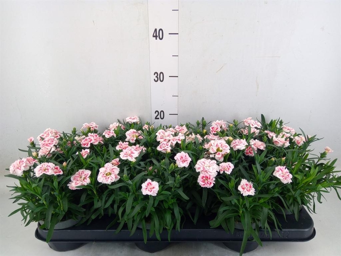 <h4>Dianthus 'Oscar White And Red'</h4>