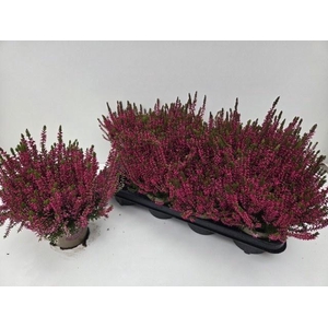 CALLU GA G FRANCA