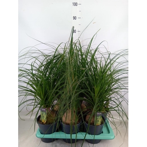 Beaucarnea recurvata