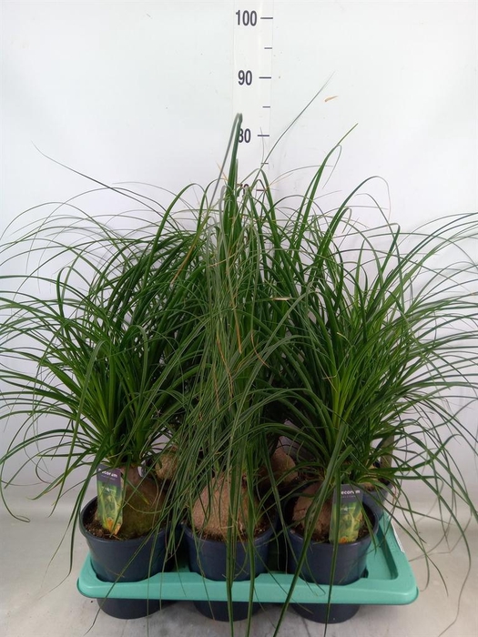 <h4>Beaucarnea recurvata</h4>